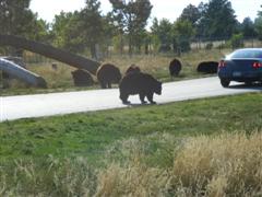 Bjørne på vejen